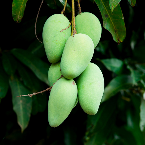 Essay: All About Mangoes