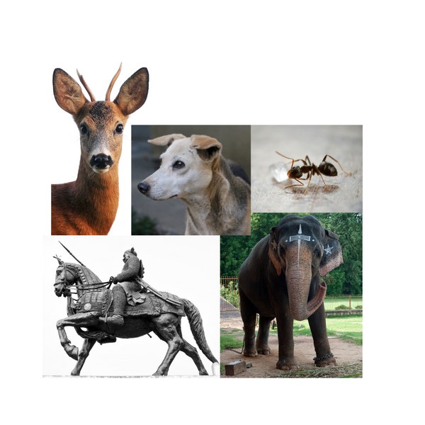 Essay: Indians and Animals